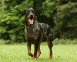 Piękny owczarek francuski beauceron z merle umaszczeniem, z językiem na wierzchu, biegnie po zielonej łące.