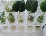 Des feuilles vertes dans des éprouvettes remplies de solution nutritive hydroponie, prêtes à pousser.