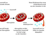 Rotes Blutkörperchen nimmt Sauerstoff auf, transportiert ihn zu den Geweben und gibt ihn ab. Zu viel Sauerstoff im Blut ist nicht gut.