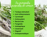 Plante aromatique aux multiples bienfaits, le romarin est tonique, anti-inflammatoire et digestif. Ses propriétés sont détaillées sur fond vert.