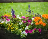 Un pot de **plante plein soleil** débordant de fleurs colorées : pétunias roses et blancs, œillets d'Inde orange vif et petites fleurs jaunes.