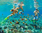 Två personer snorklar i klart, turkost vatten i Thailand, omgivna av en stim av färgglada fiskar.