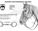 Ilustracja przedstawia budowę ogłowia konia z oznaczeniami poszczególnych elementów, takich jak paski i wędzidło.
