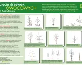 Jak przycinać jabłonie wiosną? Kompletny poradnik krok po kroku
