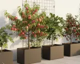 Un petit arbre fruitier, chargé de pêches roses, trône au milieu d'autres arbres en pot sur une terrasse ensoleillée.