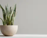 Planta lengua de suegra en maceta beige. Sus hojas verdes y amarillas apuntan hacia arriba, perfectas para interiores.