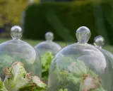 Limaces au potager bio - La méthode qui sauve vos semis