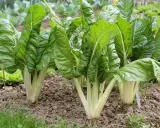 Frisch im Beet: Üppige **mangold pflanzen** mit großen, grünen Blättern und hellen Stielen wachsen im Garten.