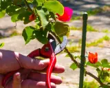 Mano con tijeras podando una buganvilla en verano, con flores rojas y hojas verdes.