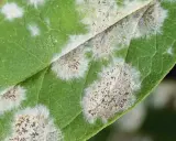 Feuille verte recouverte de taches blanches et grises, signe d'une maladie de l'arbre. Des points sombres parsèment les zones atteintes.