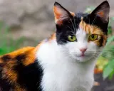 Gatto tricolore, un vero calico, con occhi verdi penetranti. Il suo manto è un mix di bianco, nero e arancione, un vero significato di bellezza felina.