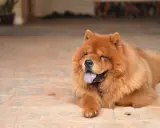 Puszysty chow chow z językiem na wierzchu leży na płytkach, wyglądając na zrelaksowanego i szczęśliwego.
