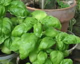 A lush basil plant with vibrant green leaves, ready to add flavor to any dish.