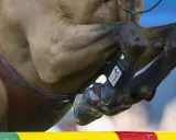 Ein Pferd im Sprung, die Beine elegant angewinkelt. Die Hufe sind mit braunen Hufschuhen und schwarzen Gamaschen geschützt. Ein Reiter sitzt auf dem braunen Pferd.