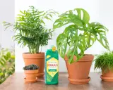 Kilka roślin doniczkowych, w tym monstera i palma, obok butelki nawozu Seramis.