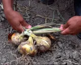 Mains tirant des oignons jaunes de la terre. Les feuilles sont sèches, signe qu'il est temps de savoir quand récolter les oignons.