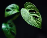 Kiedy monstera płacze, jej liście pokryte kroplami wody wyglądają jak łzy.