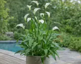 Un magnifique arum blanc, avec ses feuilles vertes tachetées, trône dans un pot en béton. Il semble prêt à décorer une maison, apportant une touche de fraîcheur.