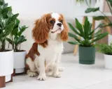 Uroczy piesek Cavalier King Charles Spaniel siedzi wśród roślin doniczkowych. Czy fikus jest trujący dla psa? Warto to sprawdzić, zanim piesek zacznie się bawić.
