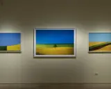 Tre quadri di un fotografo ritraggono campi coltivati con colori vivaci, un albero solitario e un cielo azzurro.