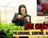 Jak przycinać pelargonie? Kiedy, jak i dlaczego dla morza kwiatów!
