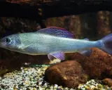 Jak śpią rybki w akwarium? Odróżnij sen od choroby! Poradnik