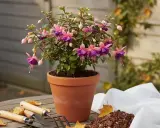 Un fuchsia aux fleurs roses et violettes, en pot sur une table en bois. Peut-on garder un fuchsia à l'intérieur ? Oui, avec soin.