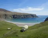Får betar på en grön kulle med utsikt över en turkos vik och klippor. Kanske en dröm om att flytta till Irland?
