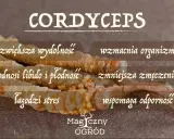 Cordyceps na co? Zwiększa wydolność, wzmacnia organizm, podnosi libido, zmniejsza zmęczenie, łagodzi stres i wspomaga odporność.
