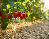 Des framboises mûres pendent sur des branches vertes, au-dessus d'un paillis de paille. Le paillis est idéal pour savoir que mettre au pied des framboisiers.