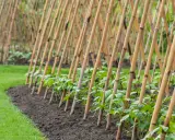 Junge Stangenbohnenpflanzen ranken an Bambusstäben empor. Die grünen Pflanzen wachsen in einer Reihe im Garten.