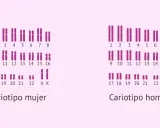 Cariotipo humano real: cromosomas femeninos (XX) y masculinos (XY) organizados por pares.