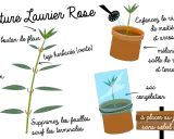 Illustration montrant comment préparer une bouture de laurier rose. Une tige est coupée, puis mise en pot et recouverte d'un sac plastique.