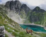 Un stambecco osserva il lago del diavolo, incastonato tra imponenti montagne verdi e rocciose.