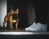 Un bouledogue français brun regarde attentivement une paire de baskets blanches. Il semble que mon chien me suit partout, même quand je me prépare à sortir.
