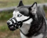 Siberian Husky z niebieskimi oczami w skórzanym kagańcu. Czy kaganiec jest obowiązkowy dla tego pięknego psa?