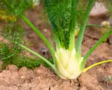 Gros bulbe de fenouil blanc et vert, prêt à être récolté. Les feuilles plumeuses s'élèvent au-dessus de la terre. Savoir quand récolter le fenouil est essentiel pour un goût optimal.