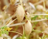 Gousses de pois chiche plante, mûres et velues, prêtes à être récoltées.