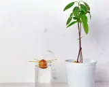 Ein Avocadokern keimt in Wasser, während eine junge Pflanze daneben im Topf wächst. So beginnt das Abenteuer, einen Avocadokern einzupflanzen.