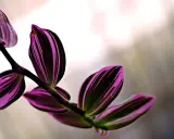 Hojas de tradescantia zebrina con vibrantes rayas púrpuras y verdes, con un tallo oscuro y un fondo desenfocado.