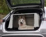 Biały pies w transporterze w bagażniku samochodu czeka na podróż.