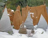Protection hivernale des plantes, dont des campanules, sous des bâches et toiles de jute.