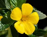 Eine leuchtend gelbe Blüte, vielleicht Damiana, deren Wirkung man spürt. Grüne Blätter umrahmen die zarte Blüte.