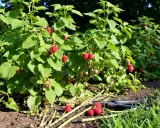 Un pied de framboisier bien garni de fruits rouges mûrs, prêt pour la récolte. Des ciseaux de jardinage sont posés à côté.