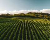 Reihen von grünen Weinreben erstrecken sich über Hügel, die an eine deutsche Corvina-Weinlese erinnern.