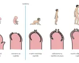 Rozwój prącia od zawiązka do w pełni odprowadzalnego napletka, ilustrujący etapy od płodu do dorosłości.