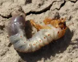Larve de hanneton, blanche et dodue, avec des points orange, se tortillant sur le sol sec. Elle est un habitant commun du compost.