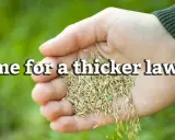 Hand holding grass seed, ready to overseed a lawn in spring for a thicker, greener yard.