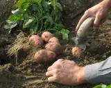 Récolte de pommes de terre fraîchement sorties de terre. Les tubercules rouges et la terre meuble témoignent d'une belle plantation.