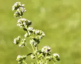 Tige de marjolaine à coquille avec de petites fleurs blanches et des bourgeons verts, sur fond flou de verdure.